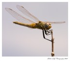 Libellula nel cielo Libellula nel cielo