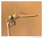 Libellula al vento Libellula al vento