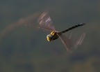 libellula in volo 2