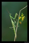 Mantide con bouquet Mantide con bouquet
