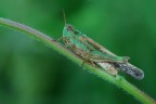 cavalletta verde cavalletta verde