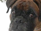 boxer boxer