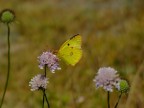 iso 100
f/4.9
1/1400

mi sa che avevo il tele raynox montato
ma nn so perch non mi riescono pi macro con il tele