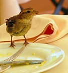 .....un posto a tavola, che c' un amico in pi!!!!

P.s. nessuna pretesa di qualit fotografica.....solo documentare una situazione originale.