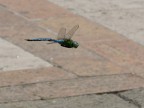 Anax imperator in volo Anax imperator in volo