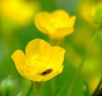 Ranunculus L. Ranunculus L.