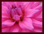 Fiore Fiore