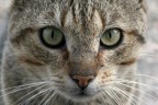 gatto grigione gatto grigione