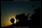 particolari di un'alba qualunque particolari di un'alba qualunque