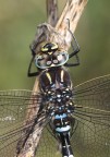 Libellula ingradimento Libellula ingradimento