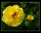Giallo su giallo :) Giallo su giallo :)