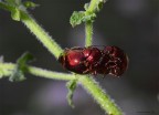 Critiche e suggerimenti sempre graditi. I soggetti sono molto ma molto antipatici da fotografare. E',per i miei mezzi, come voler fotografare uno specchio sotto i raggi del sole.