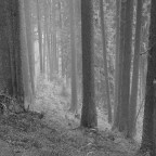 Nel bosco 01 Nel bosco 01