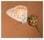 Farfalla in posa. Farfalla in posa.