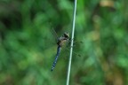 Libellula Libellula