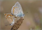 Una coppia felice