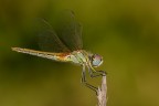 Sympetrum fonscolombii Sympetrum fonscolombii