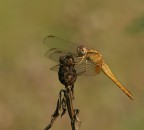 libellula gialla libellula gialla