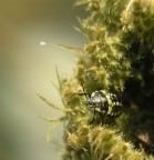 Non seguirmi Non seguirmi