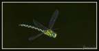 Aeshna cyanea in volo Aeshna cyanea in volo