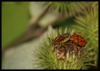 cimici in intimita' cimici in intimita'