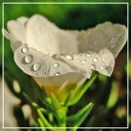 Goccie di rugiada.... Goccie di rugiada....