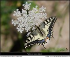 Machaon... the return! Machaon... the return!