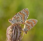 Controluce in Due Controluce in Due