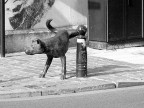 bruxelles - cane bruxelles - cane