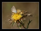 La farfalla e l'oro - La farfalla e l'oro -