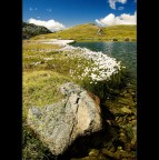 Eriophorum scheuchzeri Hoppe Eriophorum scheuchzeri Hoppe