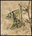 Les Amoureux 01 Les Amoureux 01