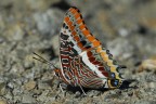 Charaxes jasus Charaxes jasus