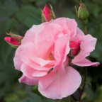 Rose con insettino Rose con insettino