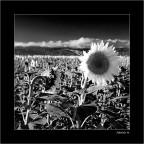 Caratteri diversi Caratteri diversi