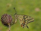 Papilio Macaon - profilo Papilio Macaon - profilo