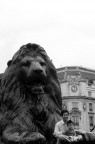 l'anno del leone. l'anno del leone.