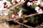 Profumo di Primavera Profumo di Primavera