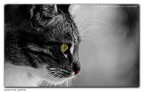Occhi di Gatto Occhi di Gatto