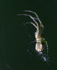 Predatore