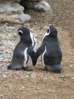 "Come with me I'll show you the way" "Come with me I'll show you the way"