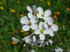 Petali di Dolcezza Petali di Dolcezza