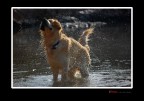 Foto scattata sulla spiaggia di Platys Gialos (Isola di Lipsi - GR)con Nikon D40, ISO200, 165mm, 1/400, f/5,3.
P.S.: il cane inconsapevole  italiano e si chiama Milos. (Grazie Milos!)