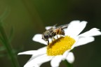 Dittero su fiore Dittero su fiore