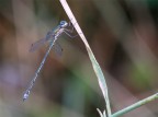 Libellula 9 Libellula 9