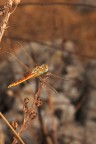 libellula libellula
