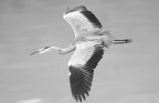 airone in B & W airone in B & W