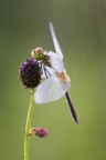 Sympetrum depressiusculum (M) Sympetrum depressiusculum (M)