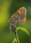 Melitaea Melitaea