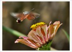 Macroglossum Stellatarum Macroglossum Stellatarum